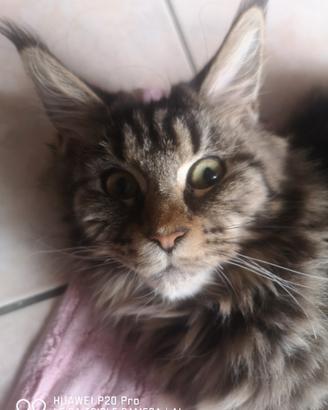 Maine Coon intera Torino centro