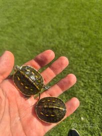 Tartaruga d'acqua mauremys sinensis
