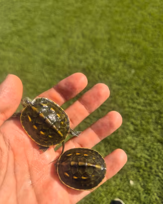 Tartaruga d'acqua mauremys sinensis