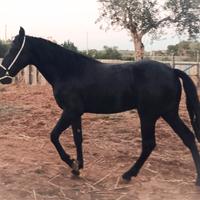Cavallo Puledro Murgese