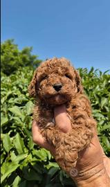 Cuccioli Barboncino Toy