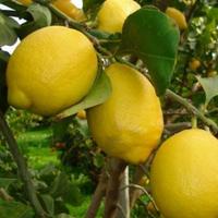 Limoni Zagara Bianca per commercianti