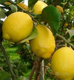 Limoni Zagara Bianca per commercianti