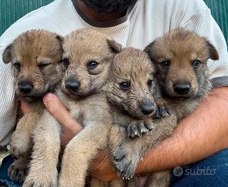 Cuccioli cecoslovacco