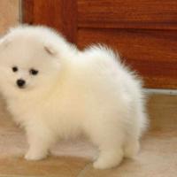 Spitz pomerania bianchi