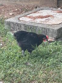 Pulcini Morosetta e Brahma