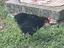 Immagine 1