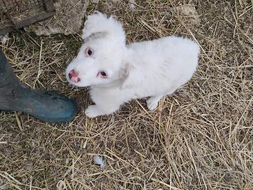 Cucciolo meticcio(incrocio con Breton)