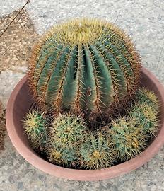 Cuscino di suocera o Echinocactus Grusonii