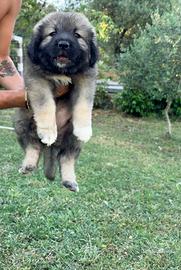 Cuccioli di pastore del caucaso