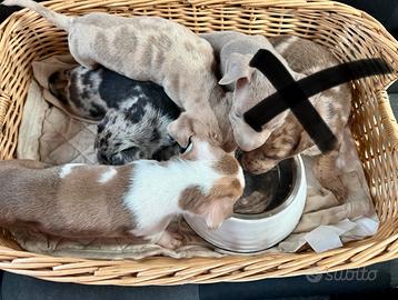 Cuccioli meticci mix