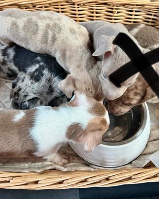 Cuccioli meticci mix