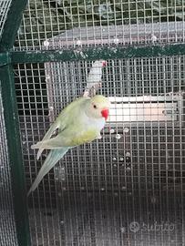 Parrocchetto