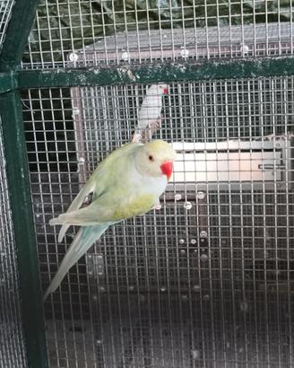 Parrocchetto
