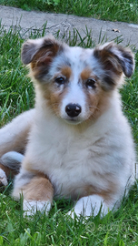 Australian shepherd cucciola pedigree