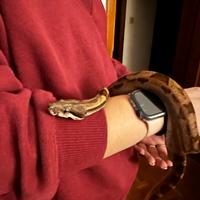 Serpenti -pitoni-boa