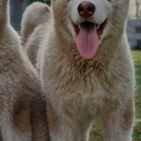 Alaskan malamute