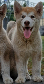 Alaskan malamute