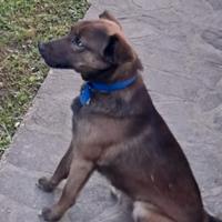 Cane taglia medio piccola