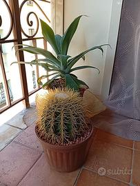 Cactus 