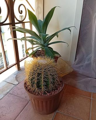 Cactus 