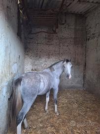 Pony