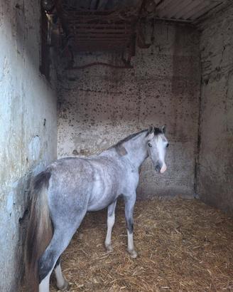 Pony