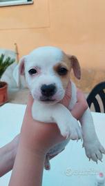 Jack Russell