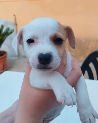 Jack Russell