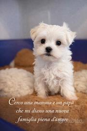 Cucciolo Maltese