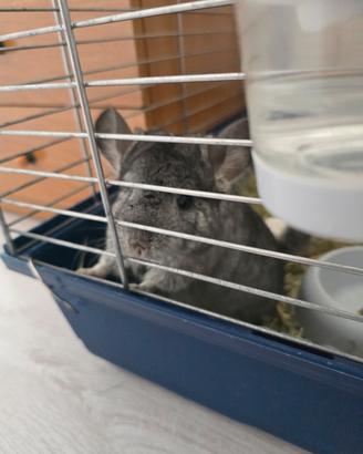 Cucciolo Cincilla