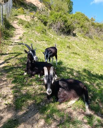 Capre e pecore