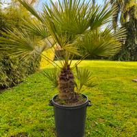 palma Chamareops Humilis