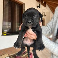 Cucciole cane corso