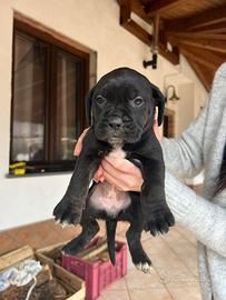 Cucciole cane corso