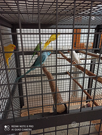 Parrocchetti dal colare