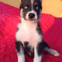 Siberian Husky Agouti