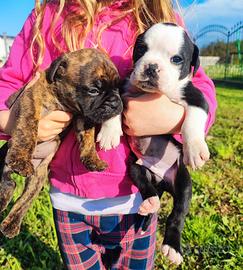 Cuccioli di Continental Bulldog ENCI/FCI