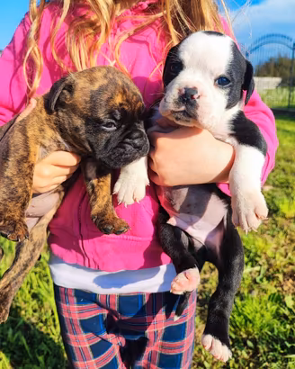 Cuccioli di Continental Bulldog ENCI/FCI