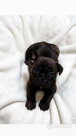 BULLDOG FRANCESE 