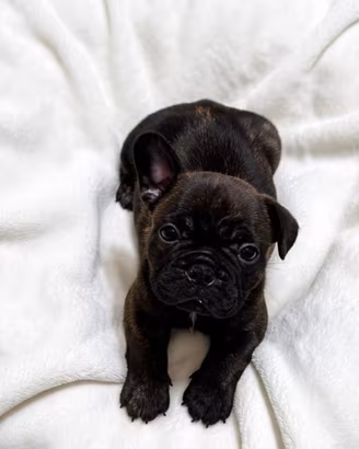 BULLDOG FRANCESE 