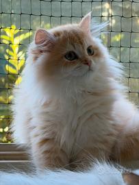 Cucciolo British Longhair