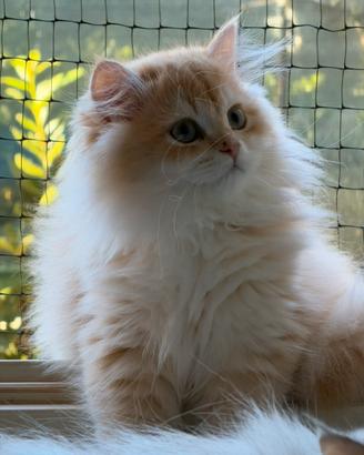 Cucciolo British Longhair