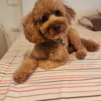 Barboncino accoppiamento pedigree