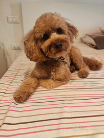 Barboncino accoppiamento pedigree