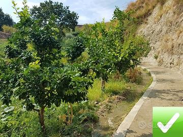 Terreno Agricolo Produttivo e Fruttifero Vito Infe