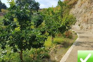 Terreno Agricolo Produttivo e Fruttifero Vito Infe