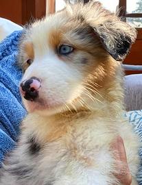Cucciolo pastore australiano