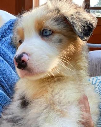 Cucciolo pastore australiano