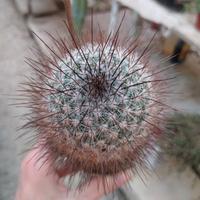Mammillaria krasuckae H 17 cm RareOld Plant Cactus